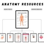 Preschool Learning Activity Bundle | PLR MRR, Kids Planner (Digital Download) - Image 6